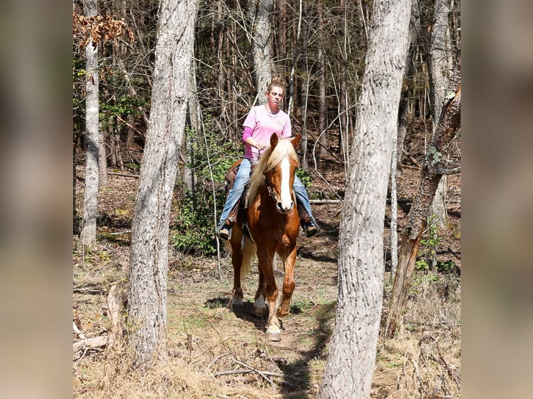 Cheval de trait Croisé Hongre 5 Ans 165 cm Alezan cuivré in Blairsville