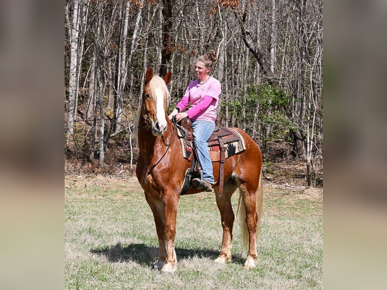 Cheval de trait Croisé Hongre 5 Ans 165 cm Alezan cuivré in Blairsville