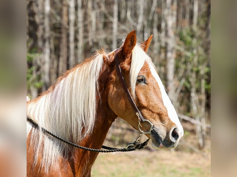 Cheval de trait Croisé Hongre 5 Ans 165 cm Alezan cuivré in Blairsville