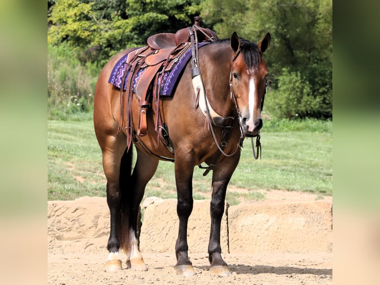 Cheval de trait Croisé Hongre 5 Ans 165 cm Bai cerise in Millersburg