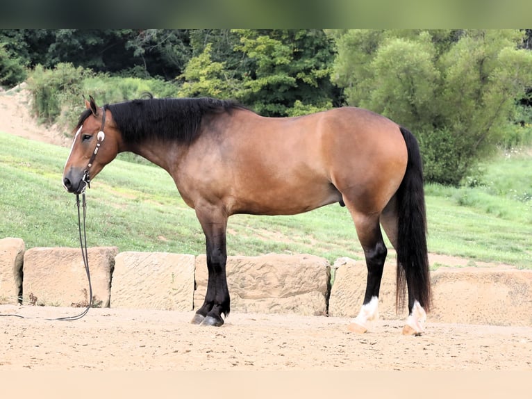 Cheval de trait Croisé Hongre 5 Ans 165 cm Bai cerise in Millersburg