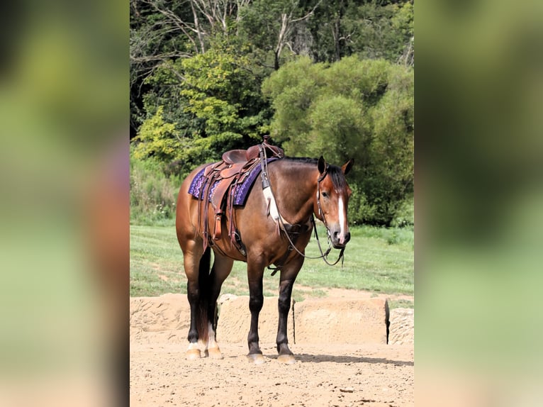 Cheval de trait Croisé Hongre 5 Ans 165 cm Bai cerise in Millersburg