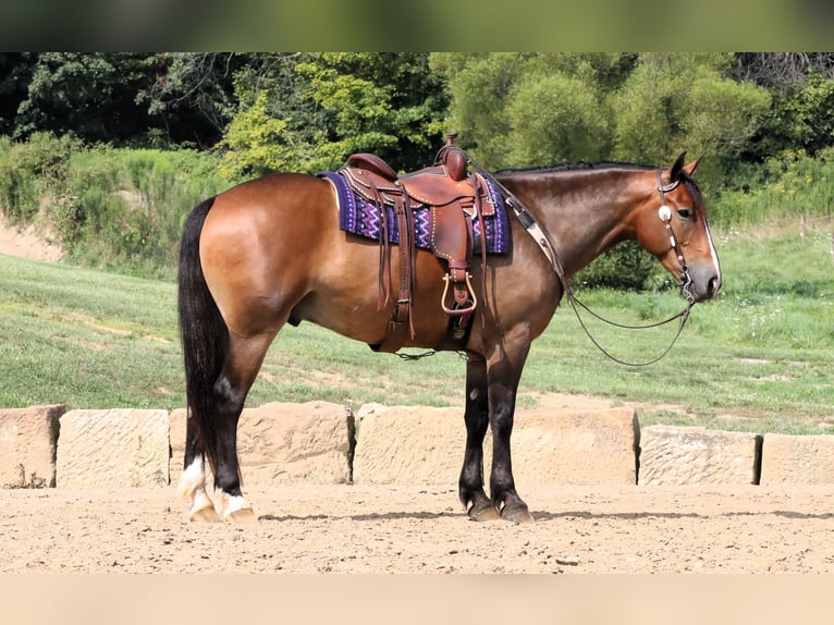 Cheval de trait Croisé Hongre 5 Ans 165 cm Bai cerise in Millersburg