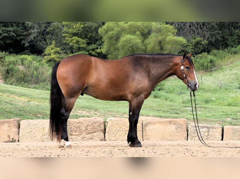 Cheval de trait Croisé Hongre 5 Ans 165 cm Bai cerise in Millersburg