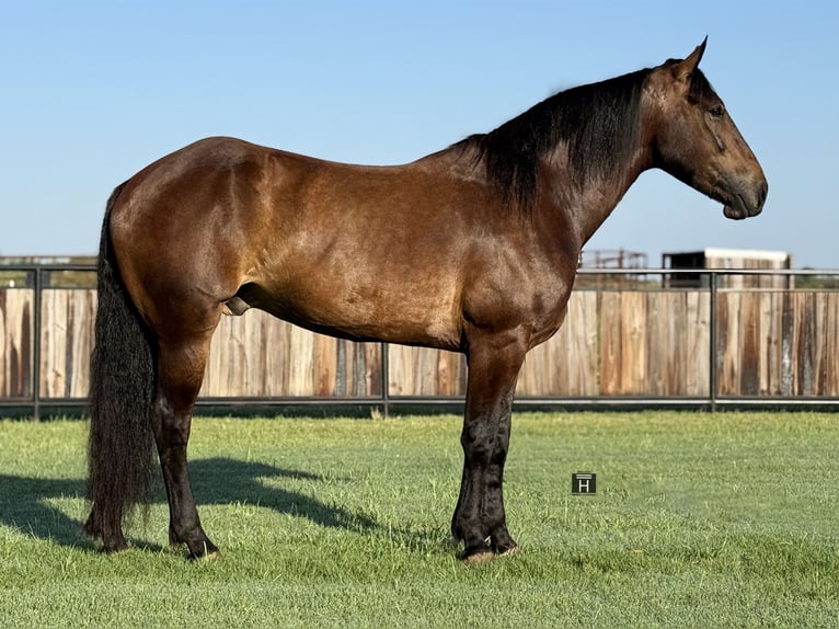 Cheval de trait Croisé Hongre 5 Ans 165 cm Bai cerise in Jacksboro