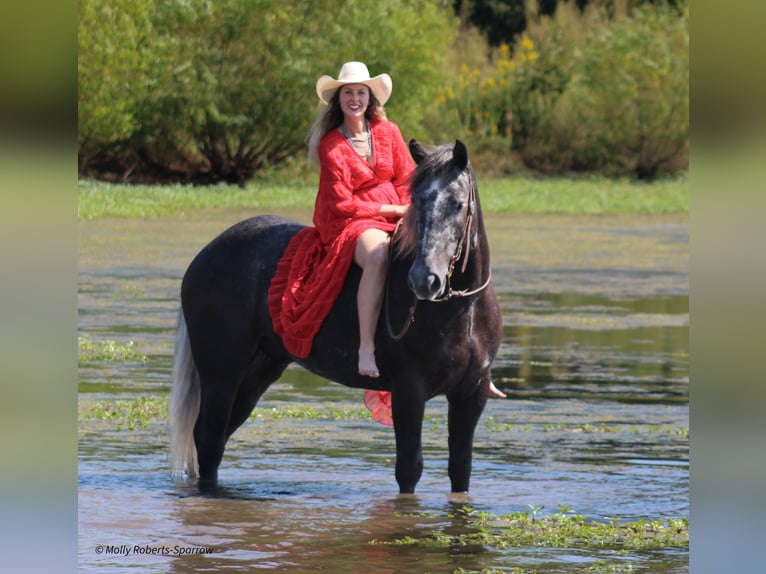 Cheval de trait Croisé Hongre 5 Ans 165 cm Gris in Baxter Springs, KS