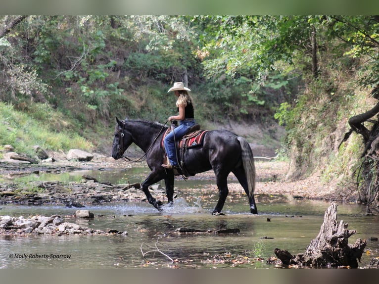 Cheval de trait Croisé Hongre 5 Ans 165 cm Gris in Baxter Springs, KS