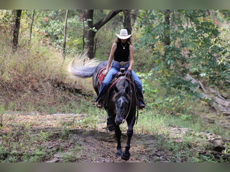 Cheval de trait Croisé Hongre 5 Ans 165 cm Gris in Baxter Springs, KS