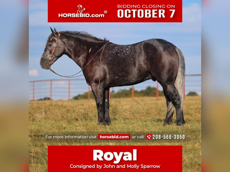 Cheval de trait Croisé Hongre 5 Ans 165 cm Gris in Baxter Springs, KS