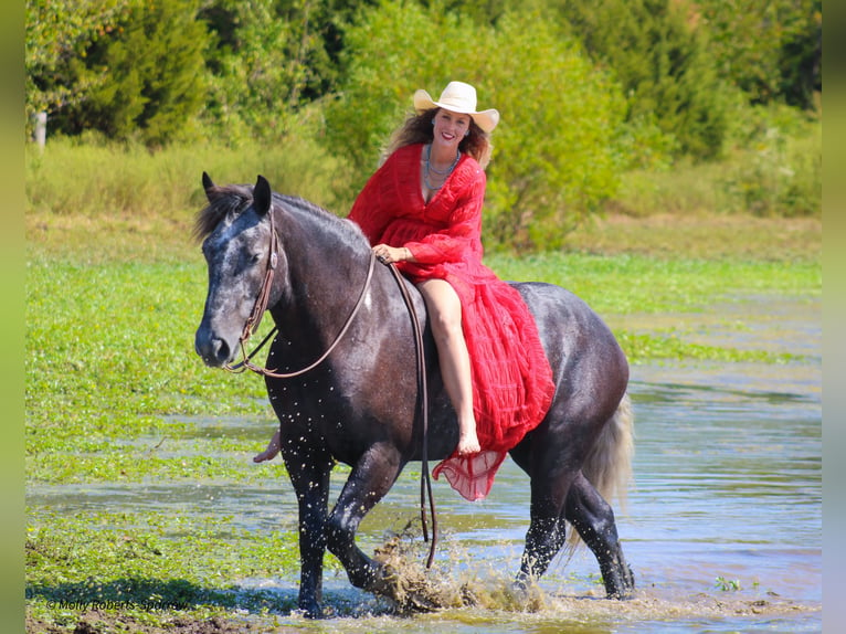 Cheval de trait Croisé Hongre 5 Ans 165 cm Gris in Baxter Springs, KS