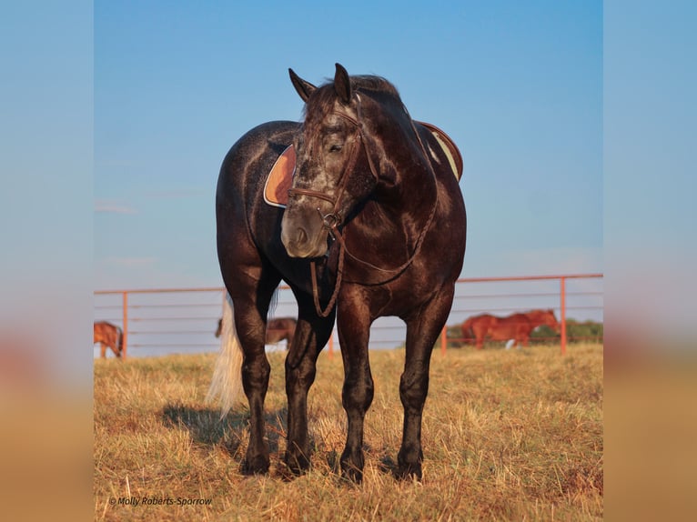 Cheval de trait Croisé Hongre 5 Ans 165 cm Gris in Baxter Springs, KS