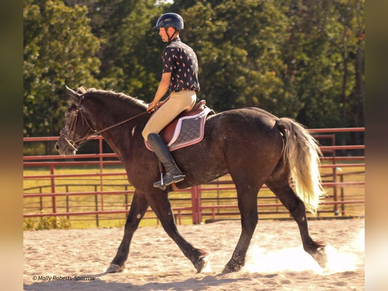 Cheval de trait Croisé Hongre 5 Ans 165 cm Gris in Baxter Springs, KS