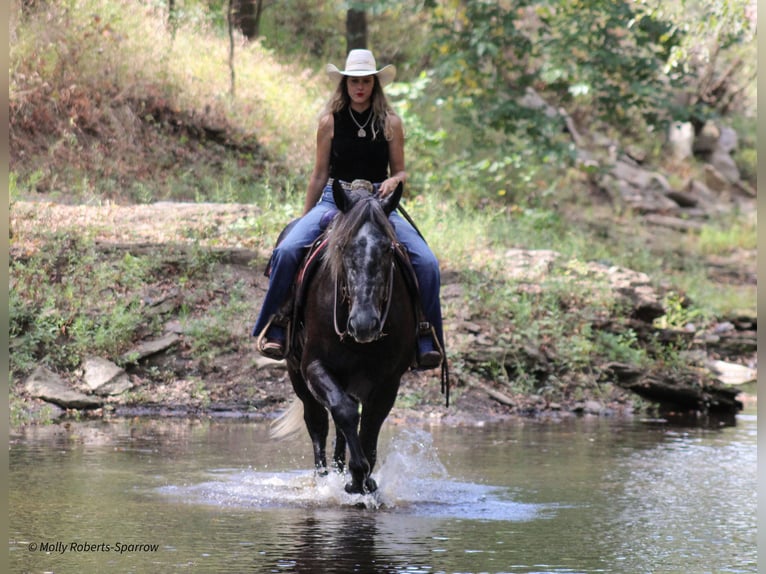 Cheval de trait Croisé Hongre 5 Ans 165 cm Gris in Baxter Springs, KS