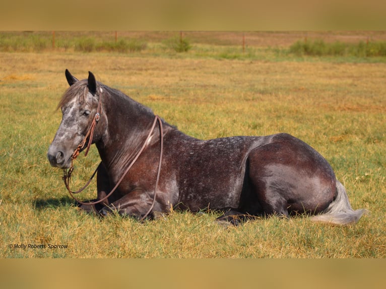 Cheval de trait Croisé Hongre 5 Ans 165 cm Gris in Baxter Springs, KS