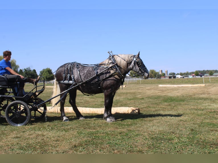 Cheval de trait Croisé Hongre 5 Ans 165 cm Gris in Millersburg