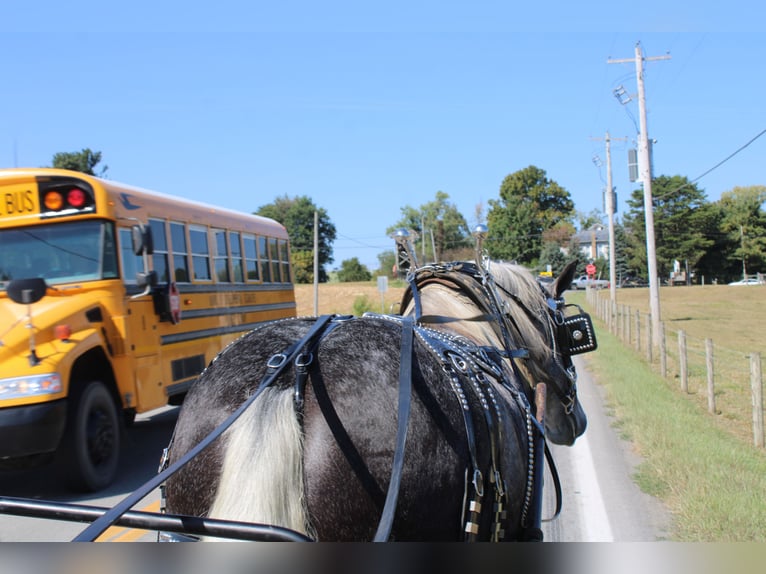 Cheval de trait Croisé Hongre 5 Ans 165 cm Gris in Millersburg