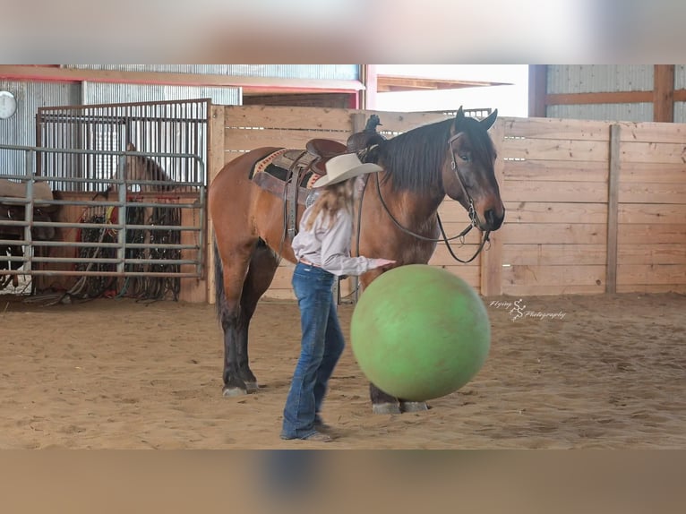 Cheval de trait Croisé Hongre 5 Ans 165 cm Isabelle in Harwood, MO