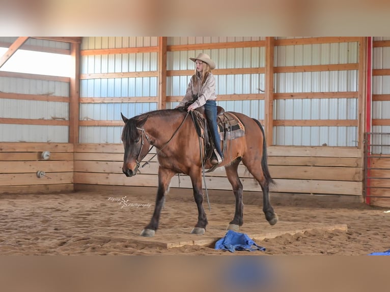 Cheval de trait Croisé Hongre 5 Ans 165 cm Isabelle in Harwood, MO