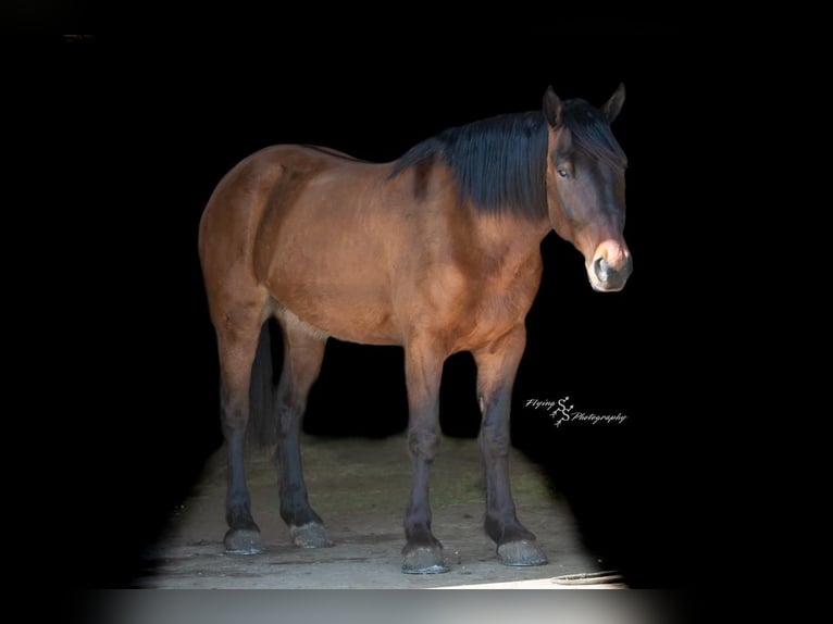 Cheval de trait Croisé Hongre 5 Ans 165 cm Isabelle in Harwood, MO