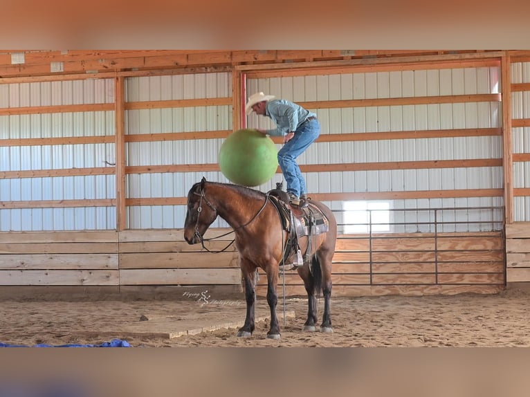 Cheval de trait Croisé Hongre 5 Ans 165 cm Isabelle in Harwood, MO
