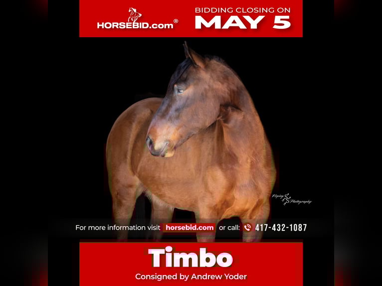 Cheval de trait Croisé Hongre 5 Ans 165 cm Isabelle in Harwood, MO