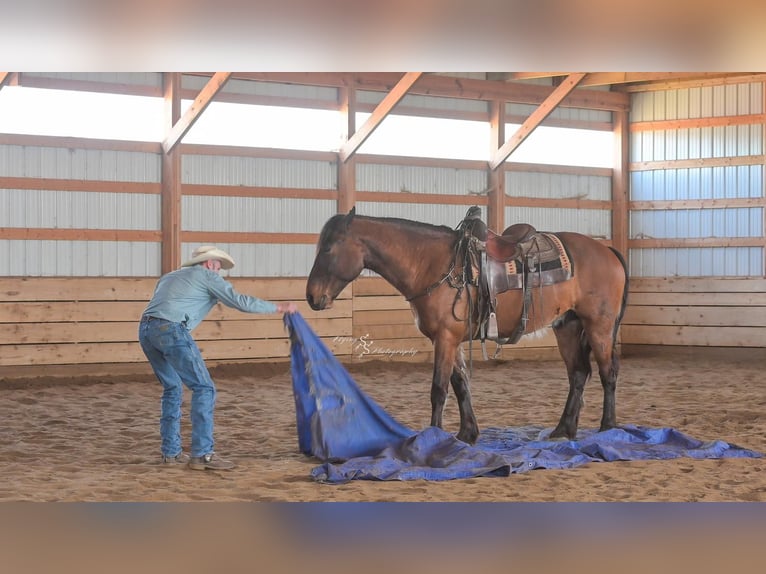 Cheval de trait Croisé Hongre 5 Ans 165 cm Isabelle in Harwood, MO