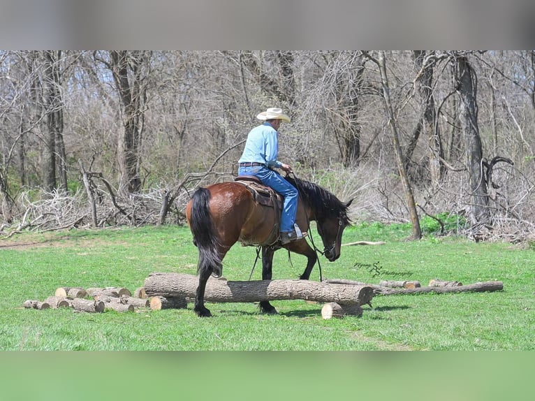 Cheval de trait Croisé Hongre 5 Ans 165 cm Isabelle in Harwood, MO