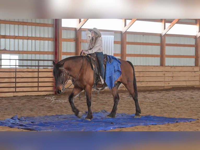 Cheval de trait Croisé Hongre 5 Ans 165 cm Isabelle in Harwood, MO