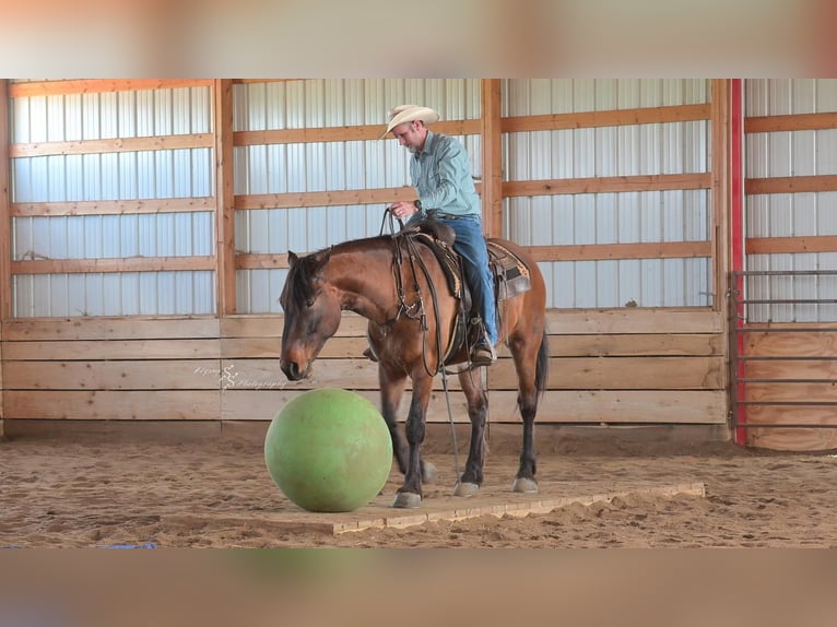 Cheval de trait Croisé Hongre 5 Ans 165 cm Isabelle in Harwood, MO