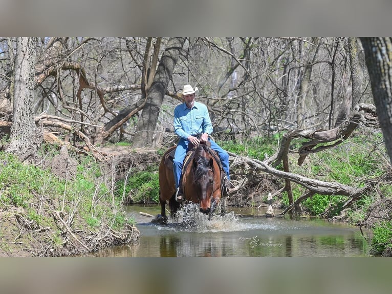 Cheval de trait Croisé Hongre 5 Ans 165 cm Isabelle in Harwood, MO