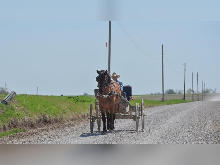 Cheval de trait Croisé Hongre 5 Ans 165 cm Isabelle in Harwood, MO