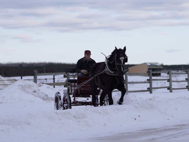 Cheval de trait Croisé Hongre 5 Ans 165 cm Noir in Nevis