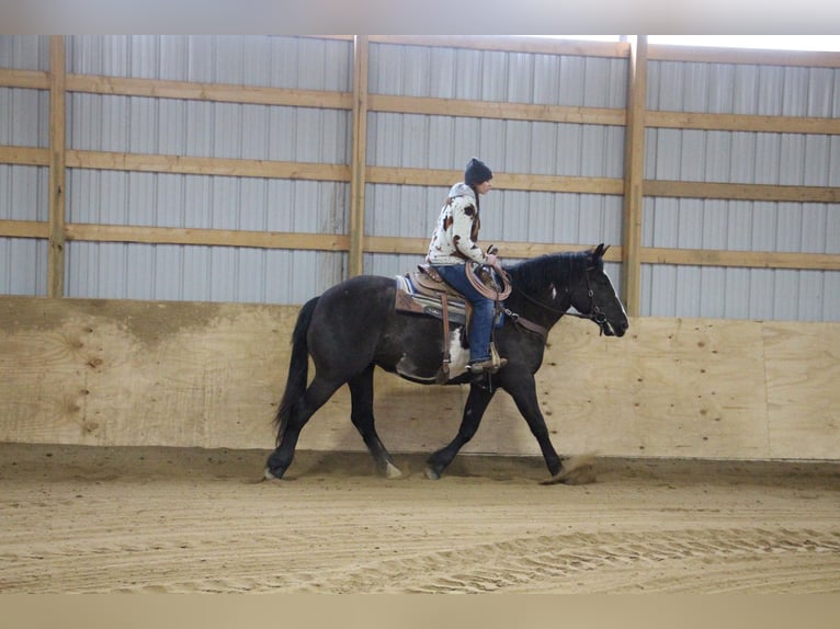 Cheval de trait Hongre 5 Ans 165 cm Overo-toutes couleurs in Howell, MI