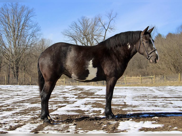 Cheval de trait Hongre 5 Ans 165 cm Overo-toutes couleurs in Howell, MI