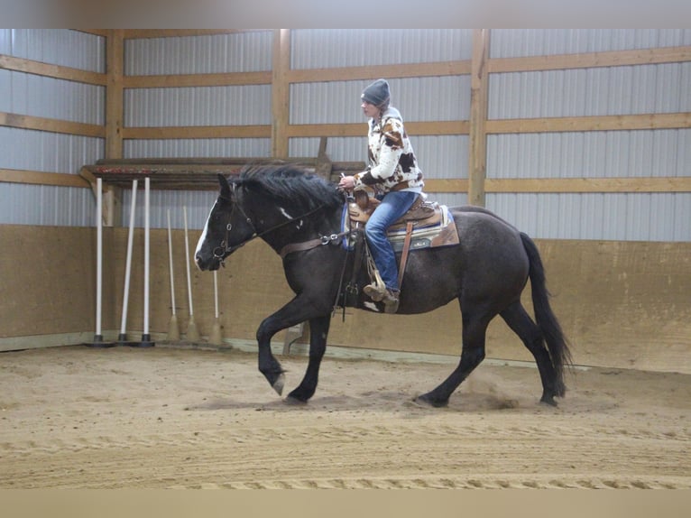 Cheval de trait Hongre 5 Ans 165 cm Overo-toutes couleurs in Howell, MI