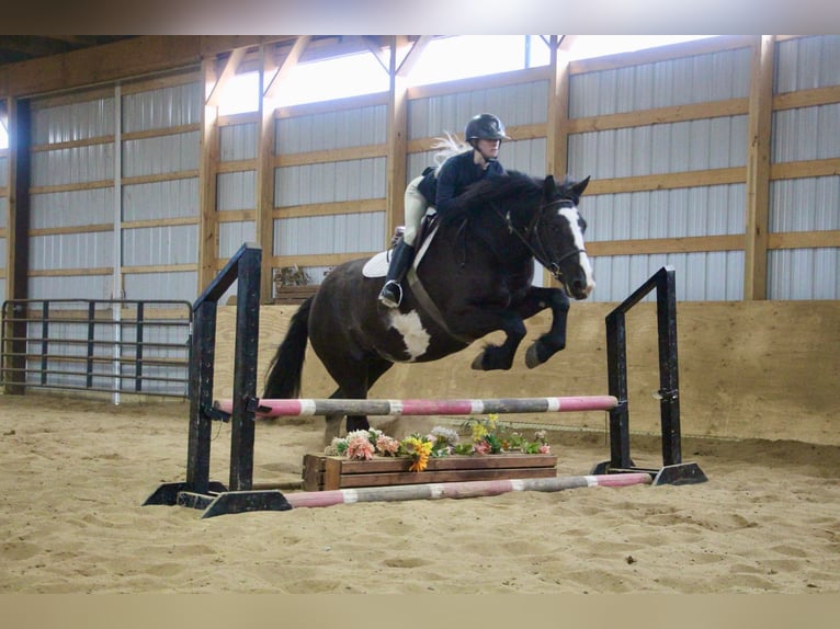 Cheval de trait Hongre 5 Ans 165 cm Overo-toutes couleurs in Howell, MI