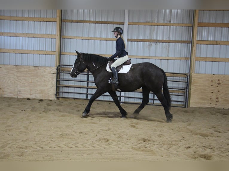 Cheval de trait Hongre 5 Ans 165 cm Overo-toutes couleurs in Howell, MI