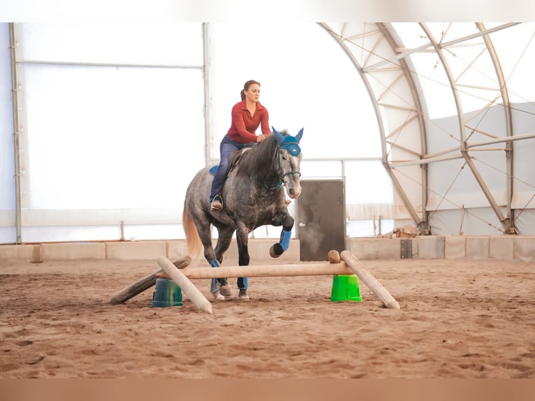 Cheval de trait Croisé Hongre 5 Ans 165 cm Rouan Bleu in Saint Anthony