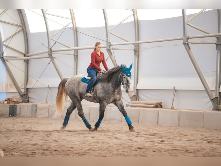 Cheval de trait Croisé Hongre 5 Ans 165 cm Rouan Bleu in Saint Anthony