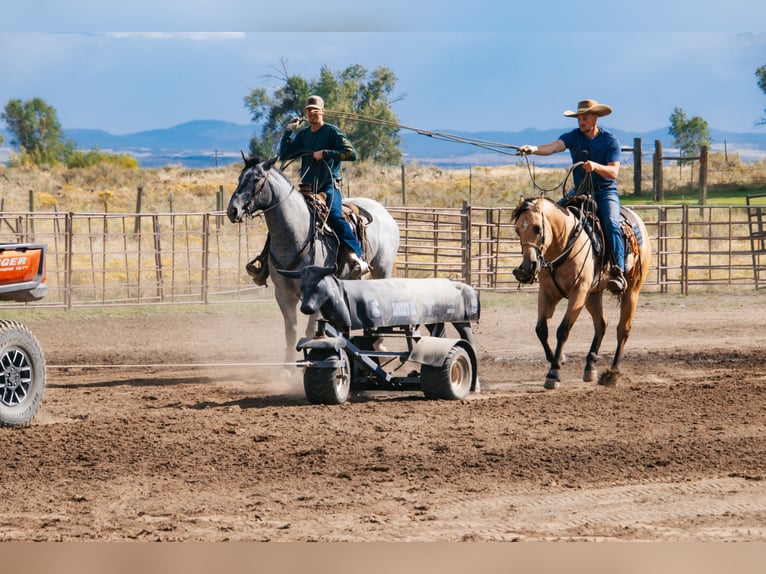 Cheval de trait Croisé Hongre 5 Ans 165 cm Rouan Bleu in Saint Anthony