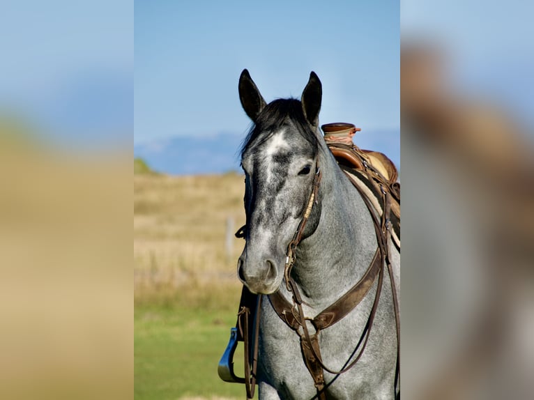 Cheval de trait Croisé Hongre 5 Ans 165 cm Rouan Bleu in Saint Anthony