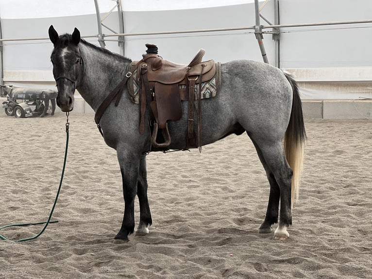 Cheval de trait Croisé Hongre 5 Ans 165 cm Rouan Bleu in Saint Anthony