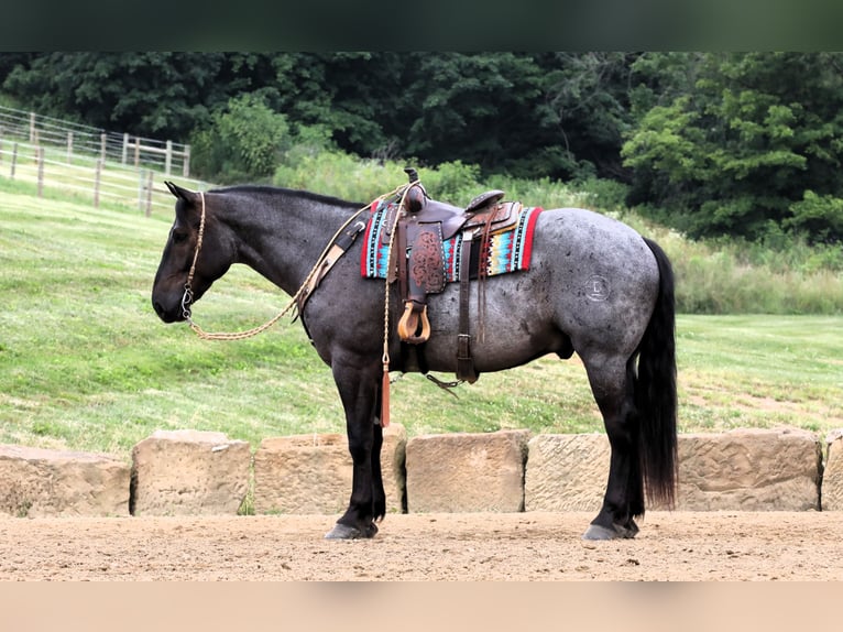 Cheval de trait Croisé Hongre 5 Ans 165 cm Rouan Bleu in Millersburg