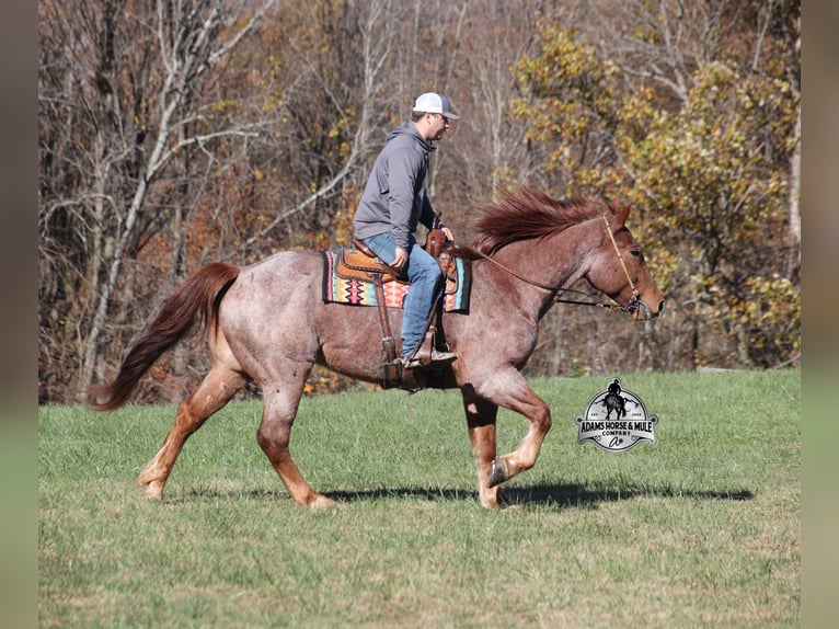 Cheval de trait Croisé Hongre 5 Ans 165 cm Rouan Rouge in Mount Vernon