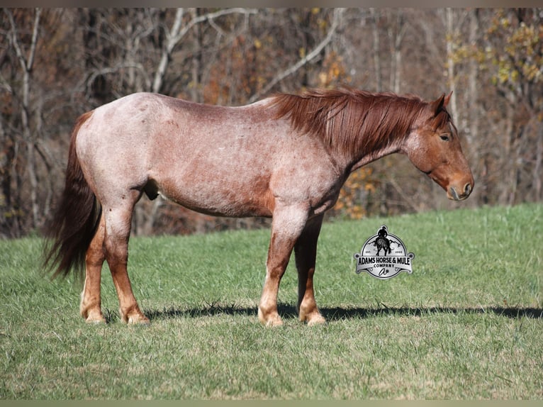 Cheval de trait Croisé Hongre 5 Ans 165 cm Rouan Rouge in Mount Vernon