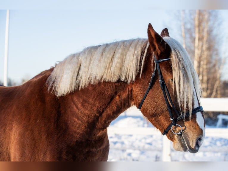 Cheval de trait Hongre 5 Ans 166 cm  in Helsinki