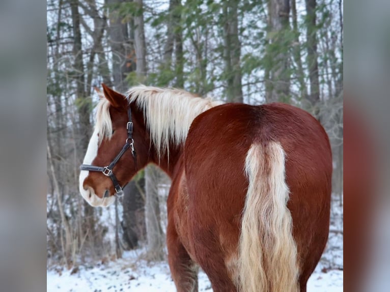 Cheval de trait Croisé Hongre 5 Ans 168 cm Alezan brûlé in Howell
