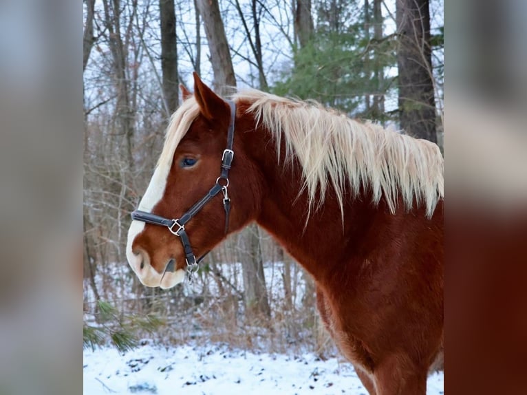 Cheval de trait Croisé Hongre 5 Ans 168 cm Alezan brûlé in Howell