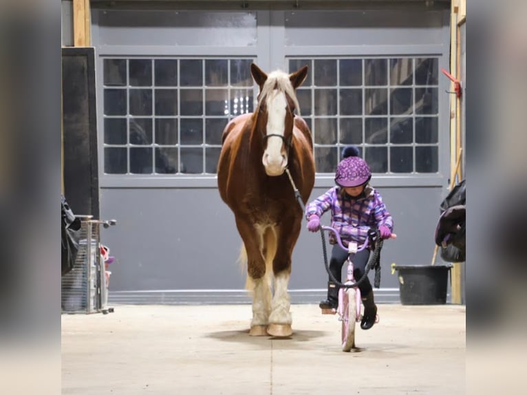 Cheval de trait Croisé Hongre 5 Ans 168 cm Alezan brûlé in Howell