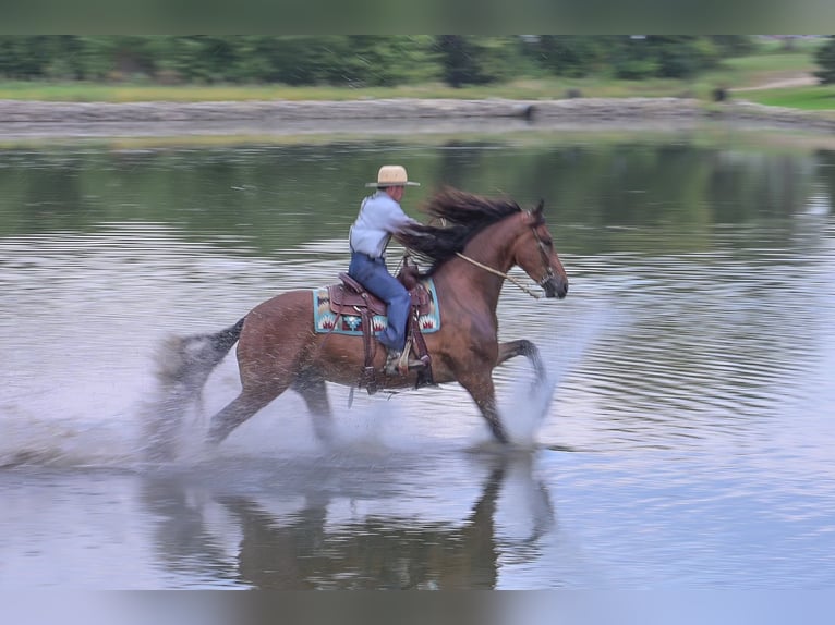 Cheval de trait Hongre 5 Ans 168 cm Bai cerise in Fairbank IA